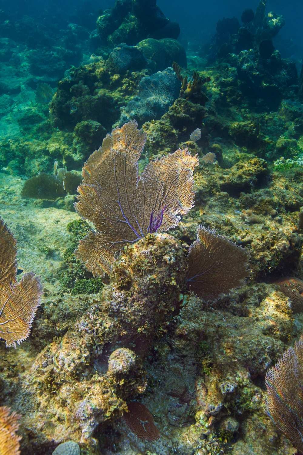 Scuba diver exploring the coral reef wall in the clear blue waters of Grand Turk