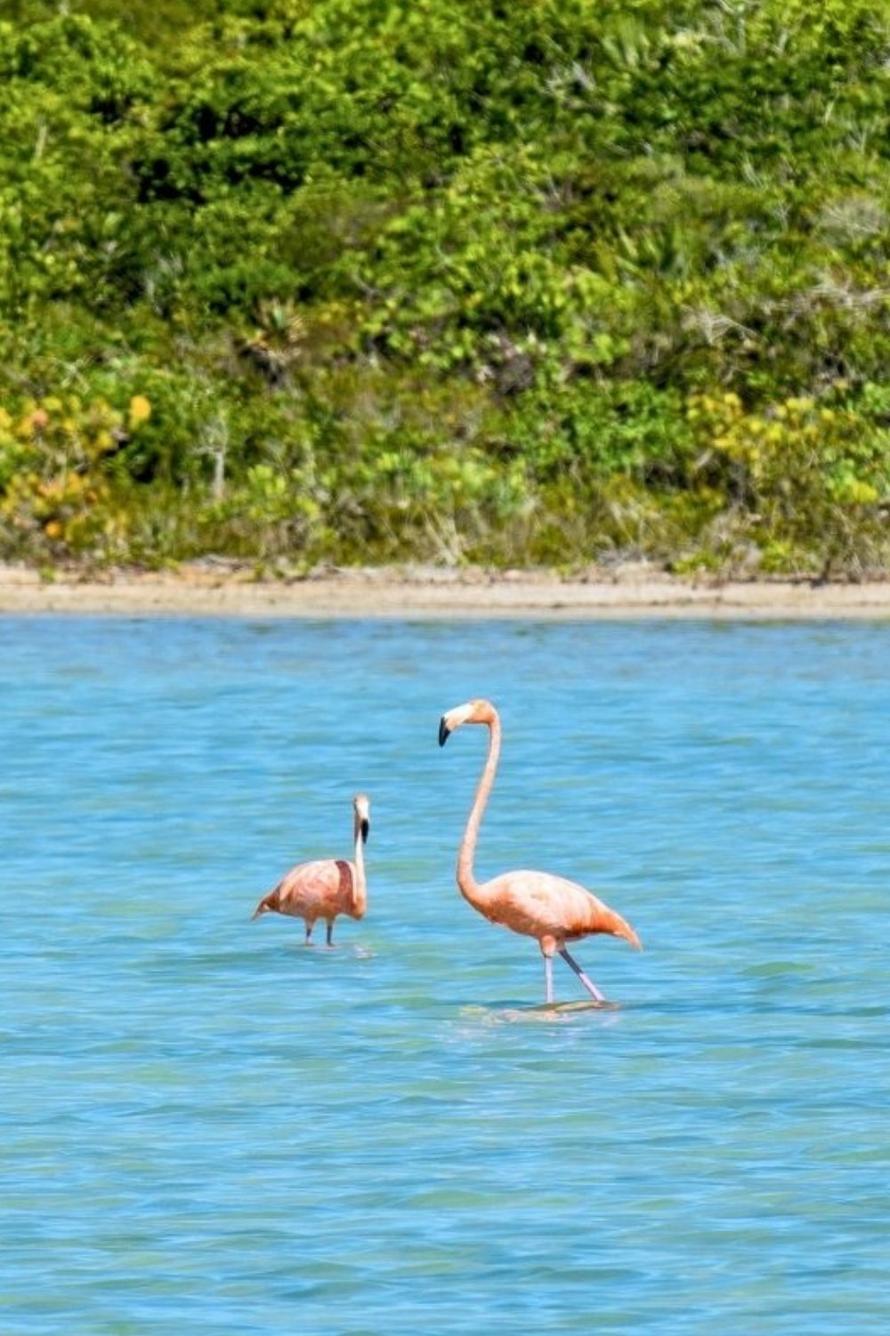 Wild pink flamingos feeding in a shallow salt pond in Turks and Caicos