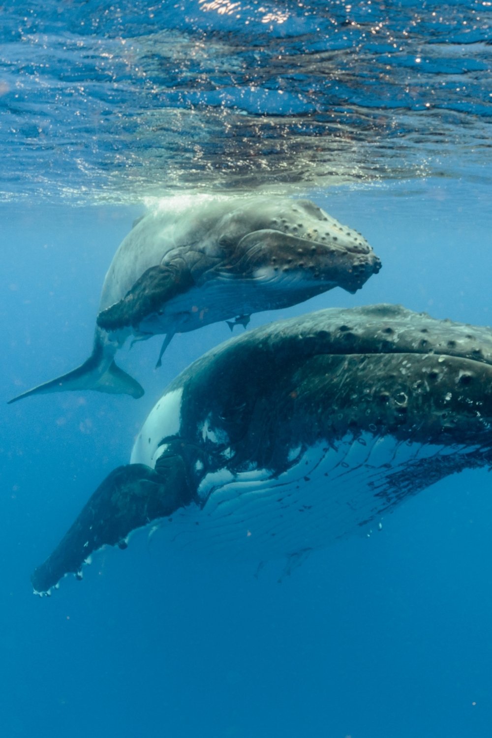 Humpback whale breaching near Grand Turk during whale watching season in Turks and Caicos
