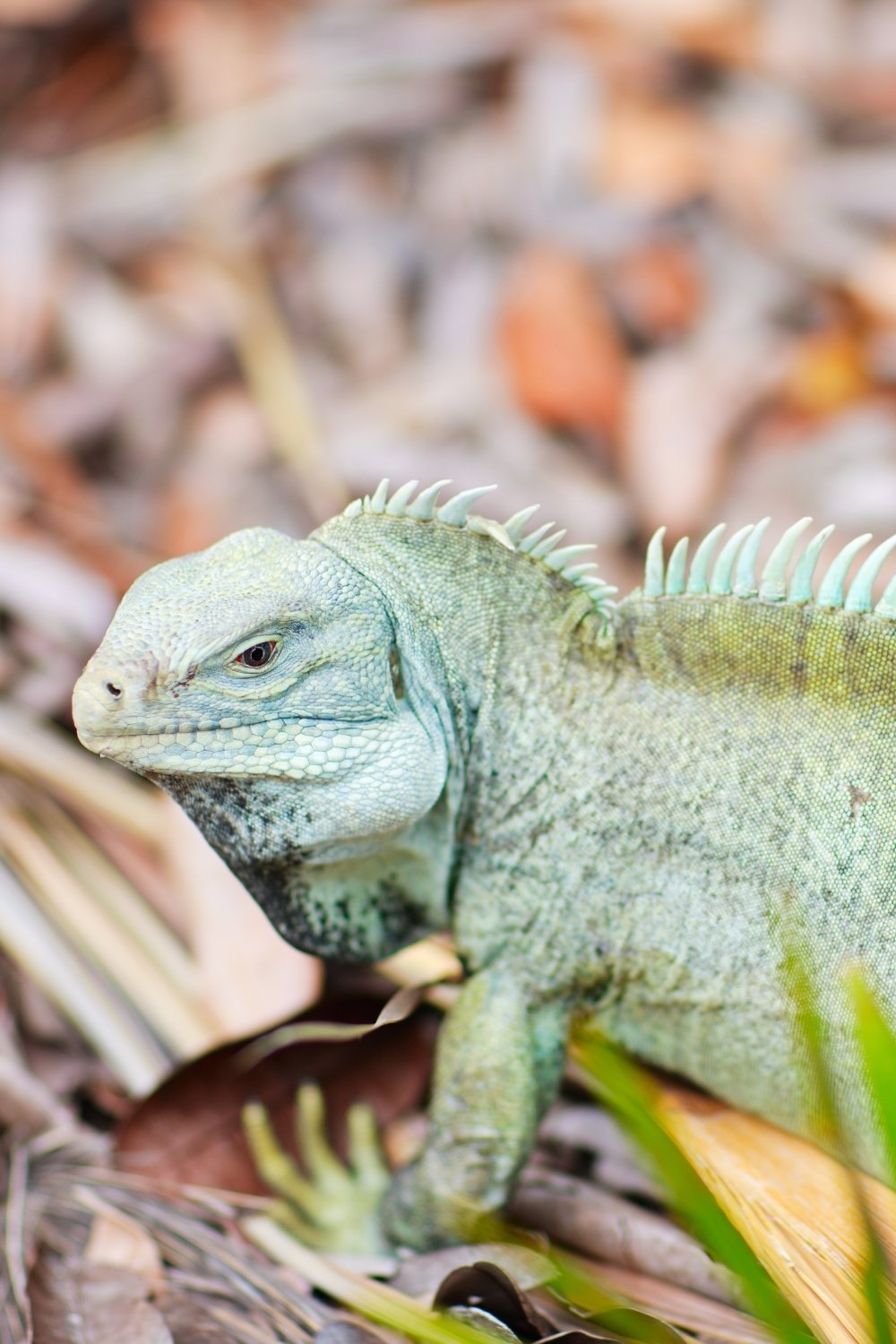 Endangered Turks and Caicos rock iguana on Little Water Cay near Providenciales